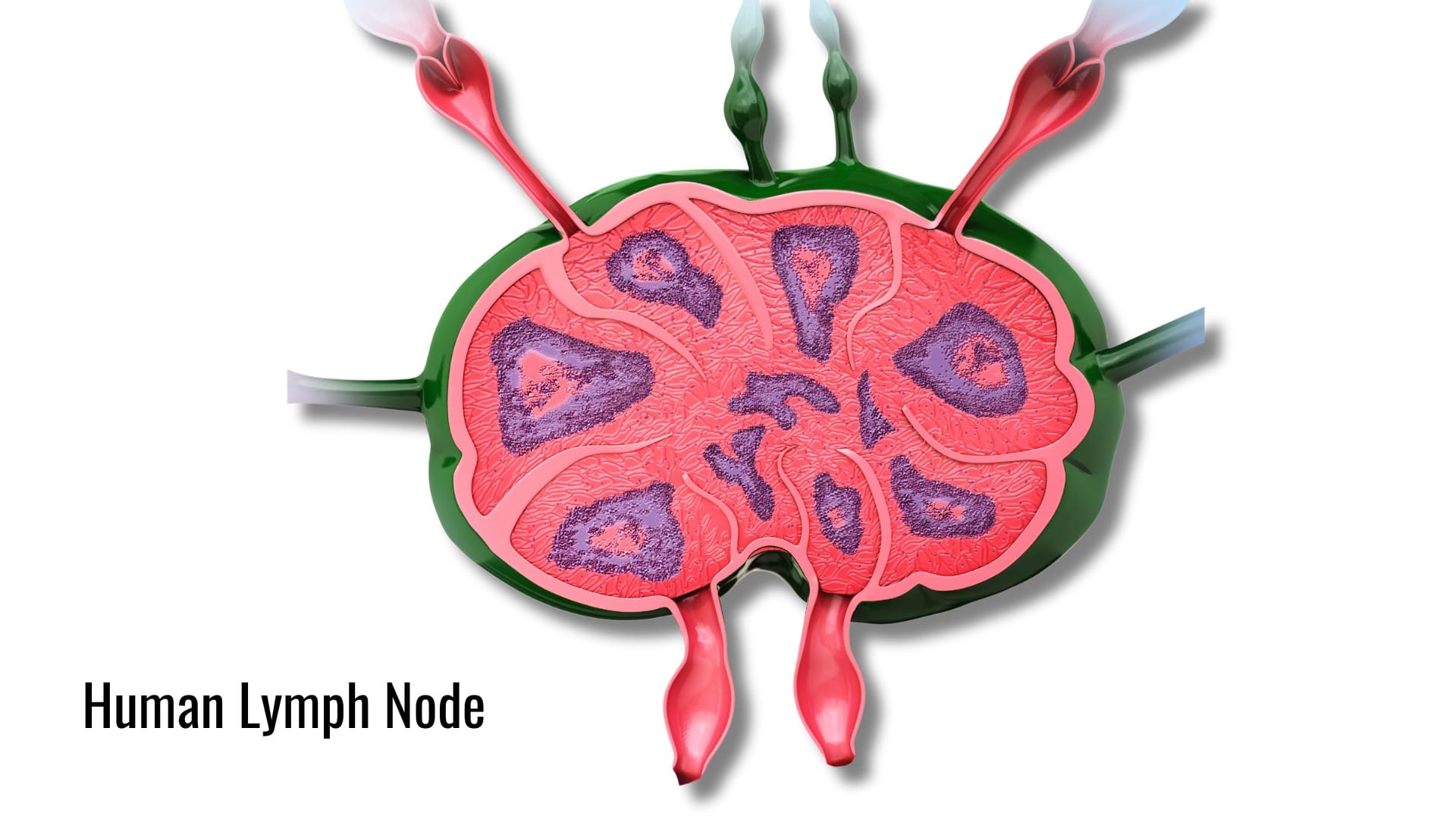 human lymph node