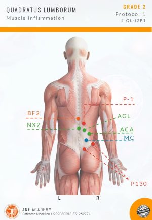 ANBO1 Phase 1 Muscle Inflammation Protocols Nov 2024